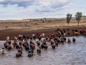 Коровы Австралии фото